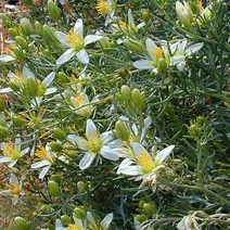 С подачи Оренбуржья список запрещенных к ввозу растений может пополниться