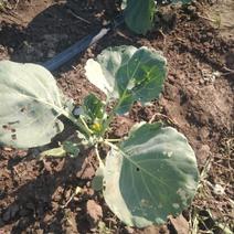 Поселок под Орском атаковали неизвестные гусеницы