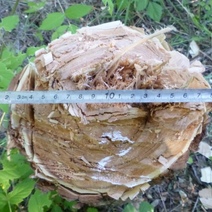 В Сакмарском районе задержали дровосека из Оренбурга