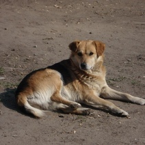 Житель Октябрьского района получил исправительные работы за убийство дворовой собаки (18+)