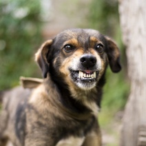 В Александровском районе собака укусила мальчика за лицо