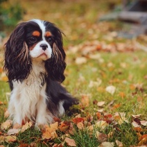 Мошенник с оренбургским номером телефона 