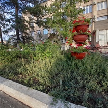 В Оренбурге не везде газоны и цветники содержат в чистоте и порядке