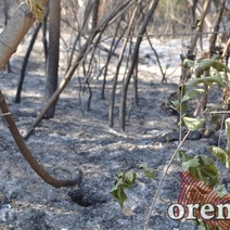 Пожар в Протопоповской роще продолжают тушить с помощью авиации