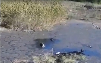 В Соль-Илецке несколько собак утонули в гудроновом озере (18+)