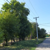 Жители улицы Красина ждут беды из-за неподстриженных деревьев