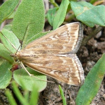 В Оренбуржье посевы атакуют бабочки лугового мотылька