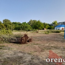 В Оренбурге вновь вырубают деревья