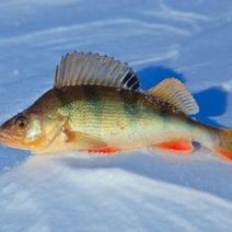 Рыбак-браконьер из Оренбургского района потерял лодку и 