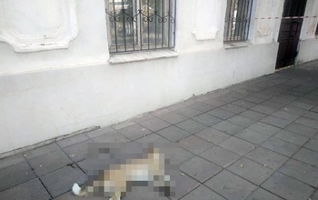 В историческом центре Оренбурга неизвестные отравили собак (18+)   