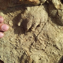 Под Бузулуком обнаружена уникальная палеонтологическая находка