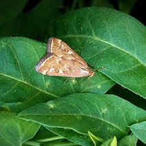 Химическая обработка растений от бабочек лугового мотылька неэффективна