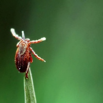 Только в одном районе Оренбуржья в 2021 году не зарегистрировано присасывания клеща