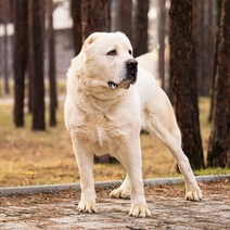 В Оренбуржье мужчина натравил на полицейских алабая