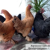 Кем и чем поражают оренбуржцы в ходе сельскохозяйственной переписи