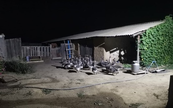 Под Соль-Илецком полицейские ночью разыскивали пропавших гусей