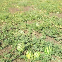 Бахчи под Соль-Илецком засадили после проверки Россльхознадзора