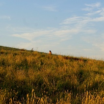 Из-за жары в этом году сурки в Оренбуржье отложили спячку