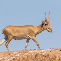 Суд вынес приговор иностранцам, купившим в Оренбурге 100 кг рогов сайгака из Красной книги