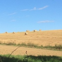 В Оренбуржье фермеру незаконно отдали в аренду без торгов 120 га земли