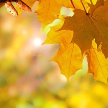 Какой погоды ждать оренбуржцам в начале осени