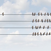 В Сакмарском районе ЛЭП не оборудованы птицезащитными устройствами