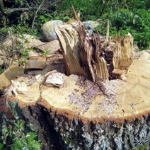 В Оренбургском районе двое мужчин незаконно спилили три дуба