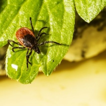 В Оренбуржье за две недели от клещей пострадали 9 взрослых и 9 детей