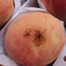 В Оренбуржье обнаружили почти две тонны зараженных персиков