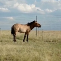 В Оренбуржье в заповеднике лошадь Пржевальского организовала гарем из жеребцов