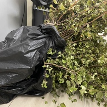 Из Оренбуржья в Казахстан планировали отправить партию саженцев яблони с грибковой болезнью