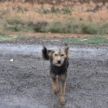 В Оренбуржье бродячая собака напала на двухлетнего малыша