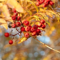 Сегодня оренбуржцев ждет ночь, равная дню