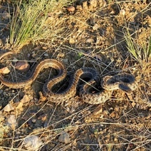 В Оренбургской области обнаружили редкую краснокнижную змею