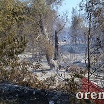 Чем в Оренбуржье аукнулось жаркое лето-2021