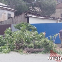 Администрацию Оренбурга суд обязал вернуть горожанам деревья