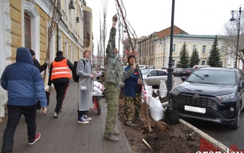 Вместо убранных деревьев в Оренбурге уже давно растут новые