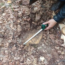 В Бузулукском бору задержали лесорубов, спиливших 14 деревьев