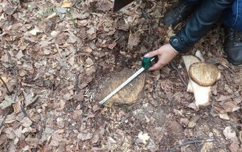 В Бузулукском бору задержали лесорубов, спиливших 14 деревьев