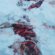 Браконьер оштрафован за отстрел четырех косуль в Шарлыкском районе