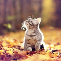 В Оренбургской области наступает золотая осень