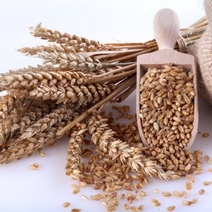 Предприятие из Гая зарегистрировало зерно на 