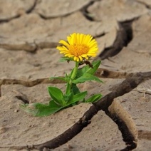 В Оренбургской области сняли режим ЧС по засухе