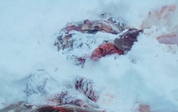 Браконьер оштрафован за отстрел четырех косуль в Шарлыкском районе