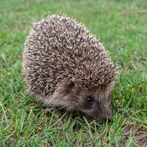 На жителя Оренбургского района напал бешеный ёж