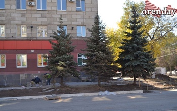 Переживут ли деревца на Володарского в Оренбурге дорожный ремонт