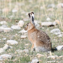 В Оренбургской области 15 октября начнут выдавать лицензии на добычу пушных животных