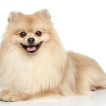 Оренбурженка, чьего шпица чуть не разорвала собака, отсудила деньги