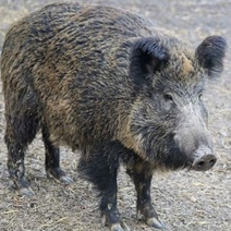 В Оренбуржье охоту на кабанов продлили еще на месяц