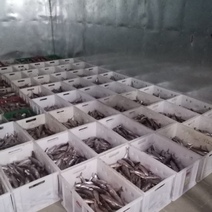 Ущерб на 5,5 млн рублей: в Оренбуржье пресечена браконьерская деятельность рыбодобывающего предприятия